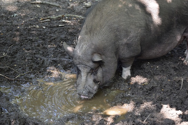 他踢得太聪明了