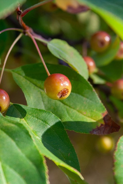 交流融洽！开拓者晒杨瀚森与昔日状元奥登合照