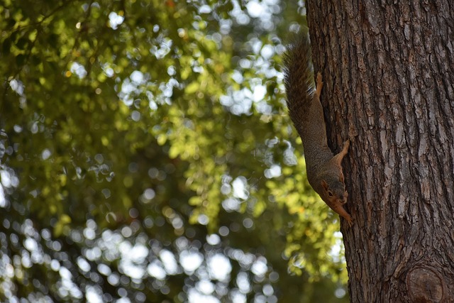 西甲半场：瓦莱拉劲射破门，埃尔切暂1-0赫罗纳